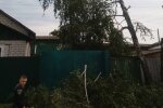Коммунальщики спилили не ту березу и заставили хохотать всю Украину: пила есть - ума не надо