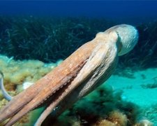 Морські мешканці розрізняють кольори не гірше людей