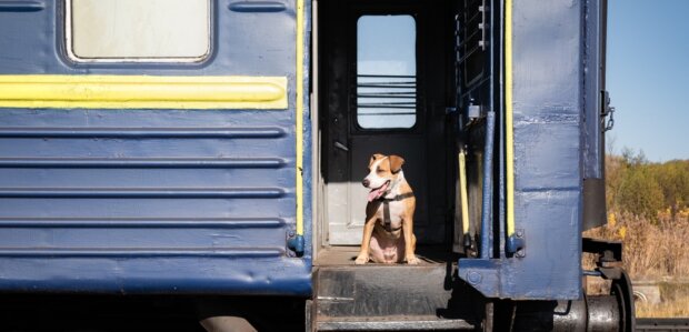 Собака, сидящая в вагоне поезда. Фото: depositphotos