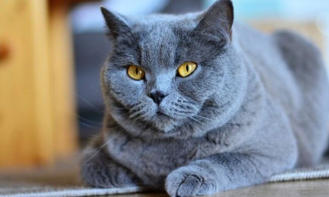 Кошка. Фото: Телеканал Санкт-Петербург