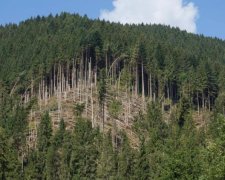 Порошенка просять захистити ліси