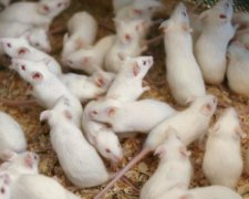 Агресивність мишей залежить від жіночого гормона