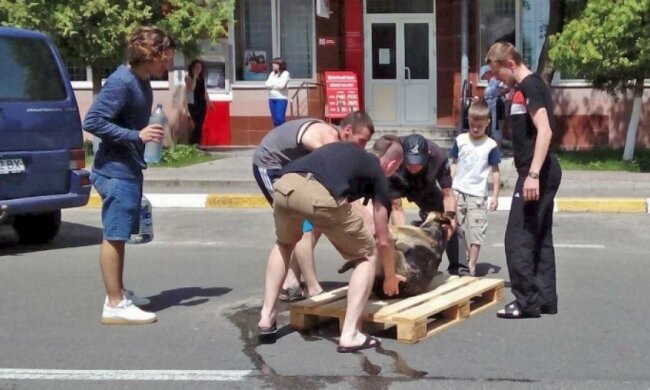 На Київщині масово труять собак