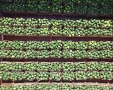 Херсонцы выложили тризуб из "национального" продукта