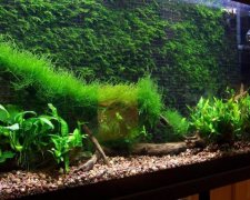 Українець створює свою "Одіссею" у звичайних акваріумах