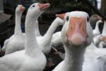 Росіянин доніс на сусідів за поїдання польських гусей (фото)