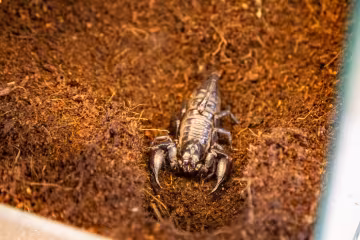 Мешкав на суші та в морі: вчені знайшли найдавнішого скорпіона