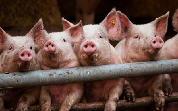 Свині, фото HotGeo