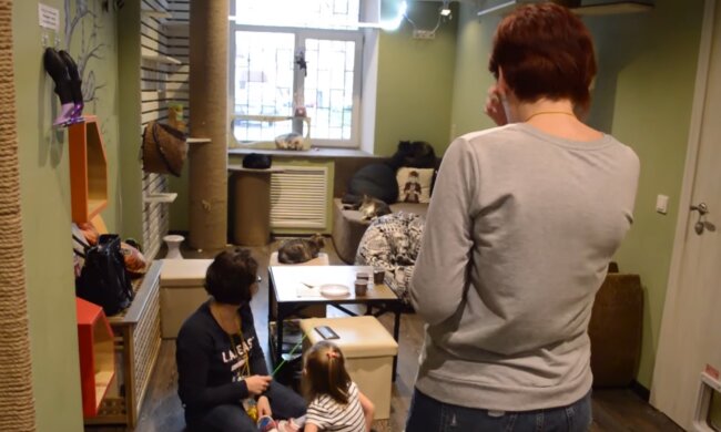 Люди и коты, скриншот из видео