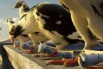 Голуба-наркокур'єра спіймали у тюрмі Коста-Рики