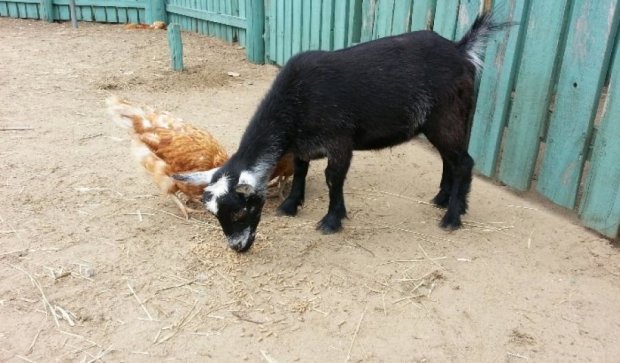 Бельгийка научила своих коз и курицу собачьим трюкам