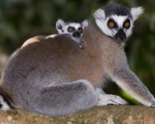 Маленький лемур розчулює відвідувачів зоопарку в Черкасах