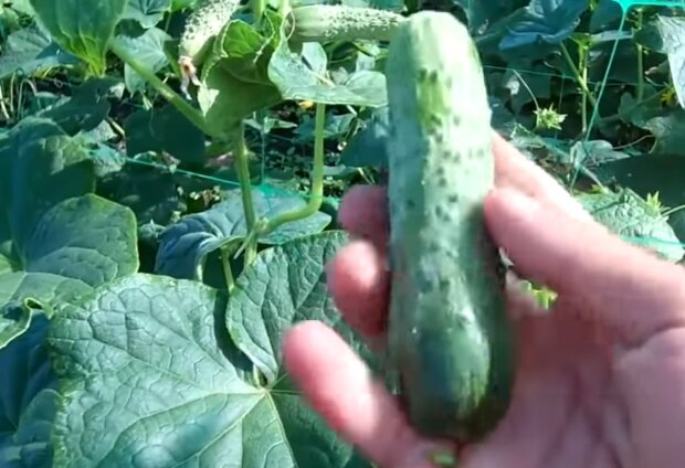 Вирощування огірків, скріншот: YouTube