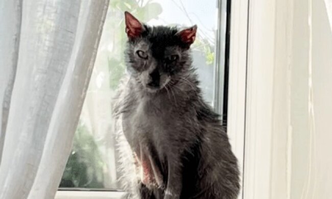 Кішка-перевертень, скріншот: Youtube