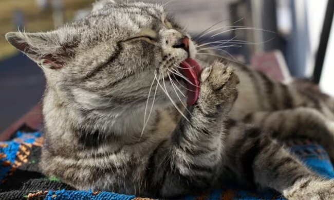 Котик. Фото Freepik