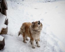 Погода в Україні: синоптики зізналися, коли чекати на весну
