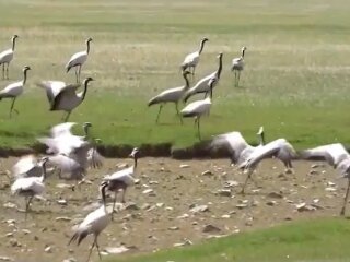 Журавлі, скріншот з відео