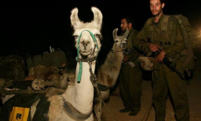 В Ізраїлі знайшли заміну військовим ламам