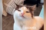 Кіт, скріншот з відео