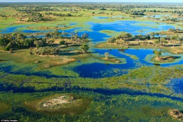 Сафарі-тури в Ботсвані, Getty images