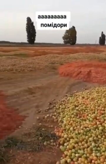 Помідори, залишені на полі, кадр з відео