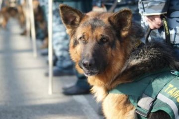 На Харьковщине служебный пес вычислил наркомана
