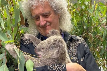 Легендарный гитарист группы Queen вылечил спасенную коалу сольным концертом