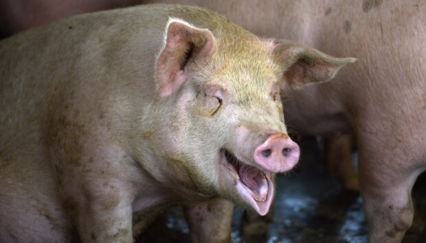 Свинья, фото из открытых источников