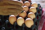 яйца на экспорт