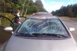 Під Києвом легковик збив величезного "бугая" — дав драла, виблискуючи копитами