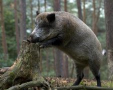 Дикі кабани атакували британського посла