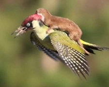 В Лондоні ласка політала на дятлі