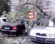 Дерево уничтожило 5 припаркованных авто в Киеве