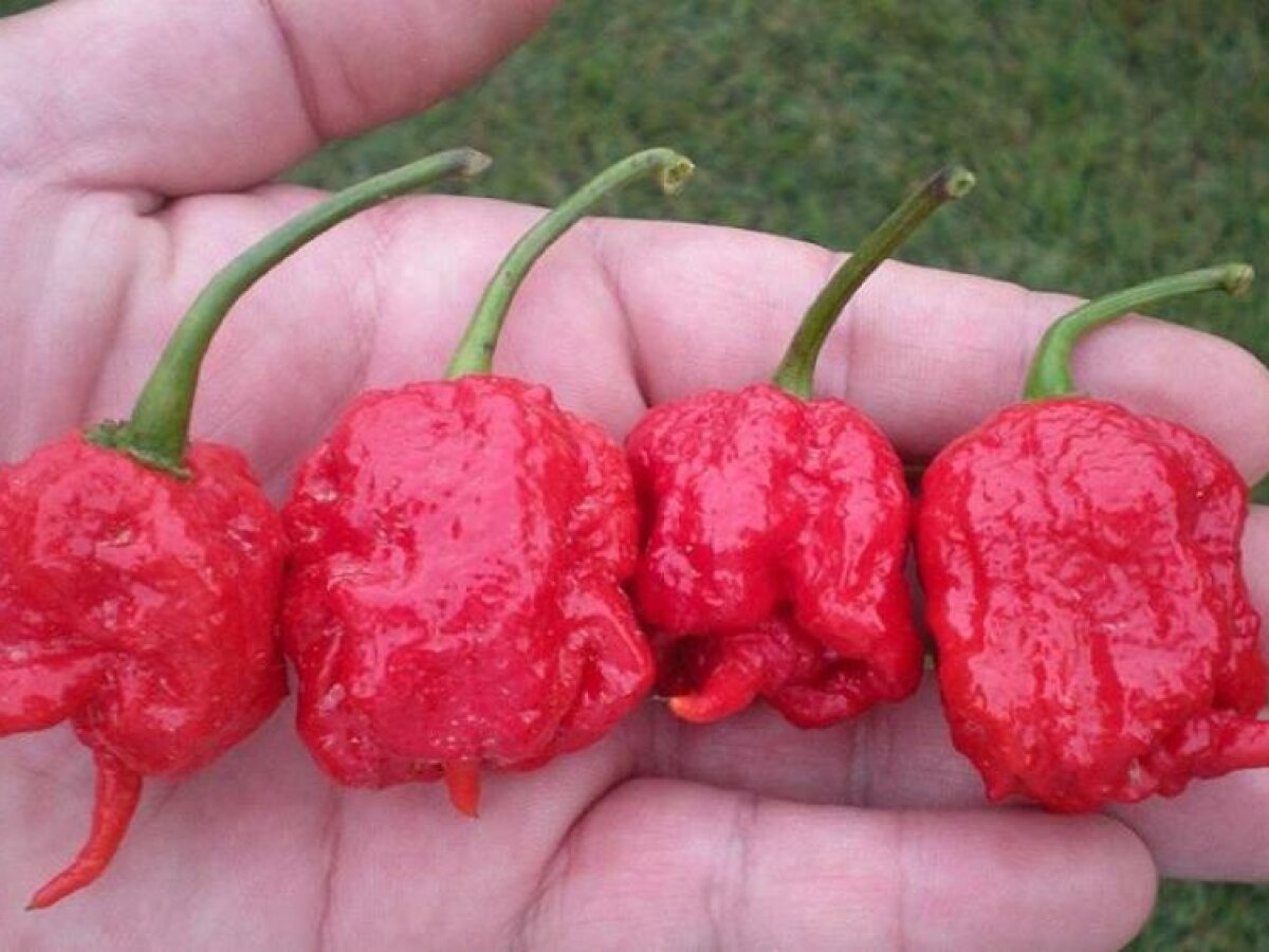 Семена Каролина Риппер Купить