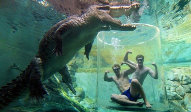 Австралийских туристов подсаживают к крокодилу-людоеду
