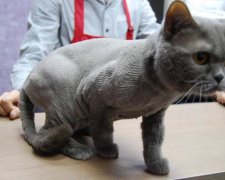 Спідниці, гриви, чубчики: 8 найбожевільніших стрижок собак і котів