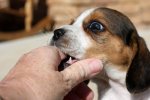Пес-антистрес розвеселив соцмережі
