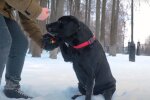 Черный лабрадор, скриншот: Youtube