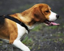 Крупные штрафы: владельцам собак теперь придется несладко