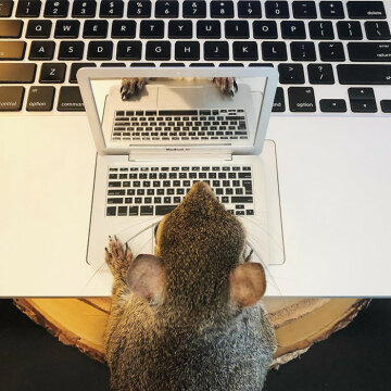 Білка, фото: instagram.com/this_girl_is_a_squirrel