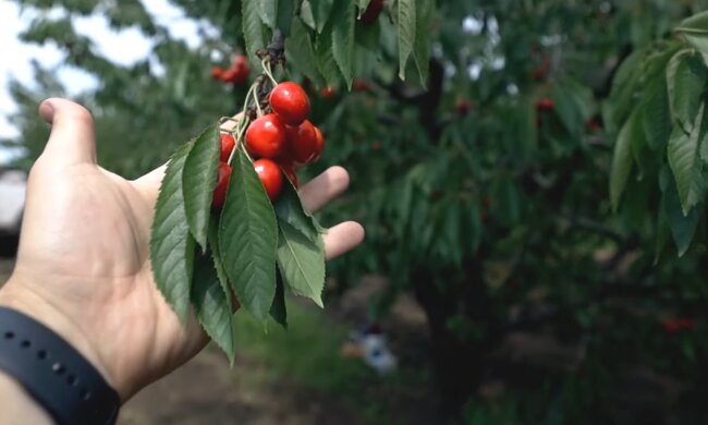 Черешня, скріншот із відео