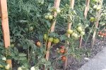 Вирощування помідорів, кадр з відео