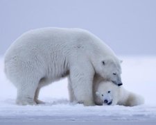 Это уникальные кадры! Ученые засняли появление величественного животного