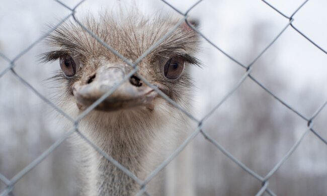 Украинских любимчиков Януковича обманули, красавчики потеряли самое ценное: детали ЧП
