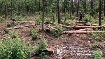 незаконная вырубка деревьев