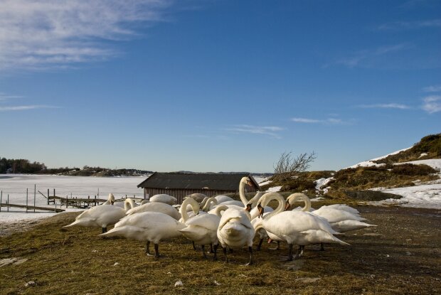 Почему нельзя ничего сажать 7 марта и зачем кормить птиц: запреты и обязательные действия на Павла