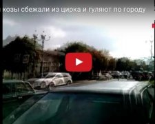 По Керчі розгулюють кози з собаками
