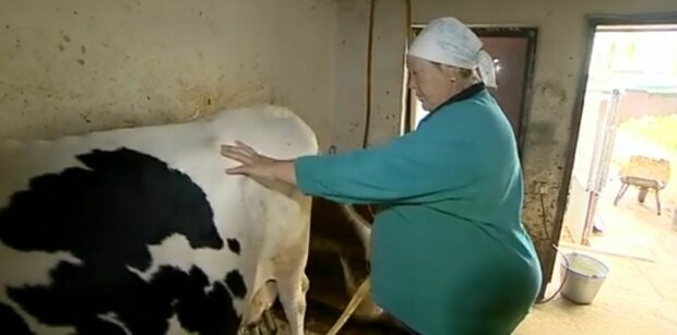 Украинцам обменяют две коровы на самогон