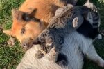 Кицька робить масаж свиням, фото YouTube / The Dodo