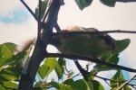Под Днепром по улице разгуливает чудо природы в "маске"